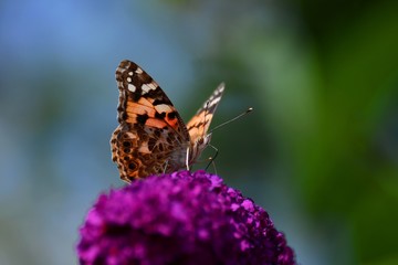 Distelfalter sitzt auf den Blüten eines Schmetterlingsflieder 