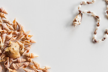 Sea conch and a necklace made of shells on a light gray background. Flat lay top view of sea shell for the tourism and travel theme with clean free space