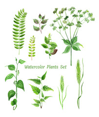 Watercolor set of green plants. Hand painted floral design elements for card, invitation, wedding. Botanical illustration.