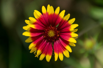 Firewheel, or indian blanket flower