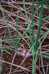 Onion field