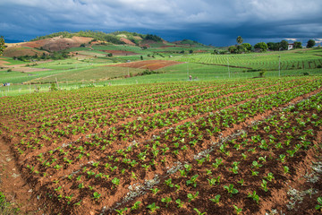 Obraz premium Landscape of vegetable field