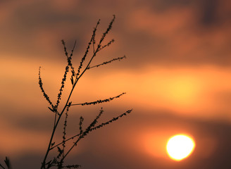 twig on sunset sky background