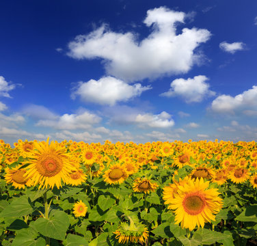 sunflower meadow under nice sky