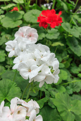 Obraz na płótnie Canvas Beautiful white flower close up in the garden