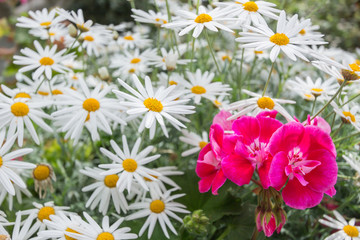 Close up pink flower against white daisy flowers background