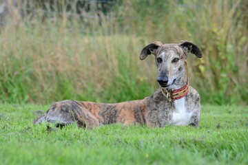 Galgo liegt im Gras und guckt schelmisch