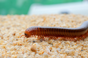the millipede walking on sand,selection focus,close up
