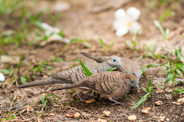 Birds on the ground.