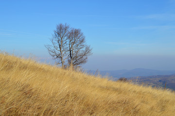 Fototapeta premium Late autumn afternoon at mountain, golden hay, bare tree and blue sky