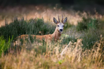 Acrylic prints Roe roe deer buck