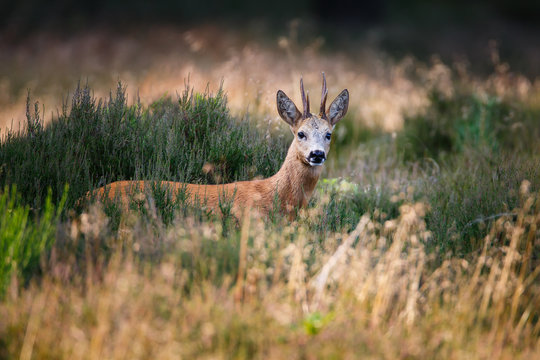 roe deer buck