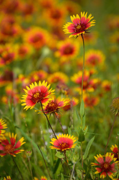 Fire wheel flowers, also known as Indian blankets, the state flower of Oklahoma