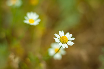 Chamomile