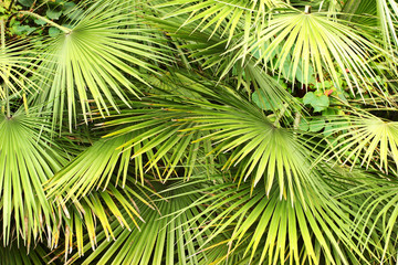 Dwarf Fan Palm (Chamaerops humilis) leaves as background