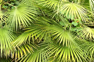 Rideaux tamisants Palmier Dwarf Fan Palm (Chamaerops humilis) leaves as background
