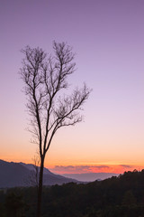 Dead tree at sunset twilight background, Doi Luang Chiang Dow, big mountain in Thailand