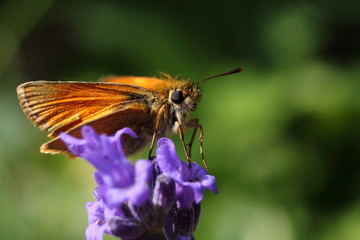 papillon orang&eacute;