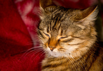 portrait of sleeping cat