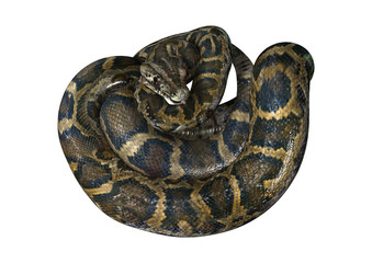 Obraz premium 3D Rendering Burmese Python on White