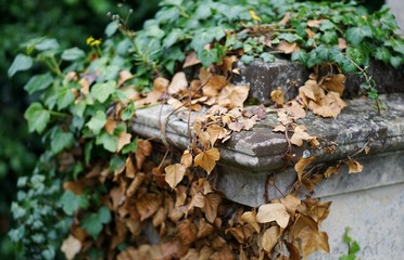 Creeping vines, some brown and dead and some living, cover the corner of a memorial in an overgrown graveyard. Shallow depth of field.