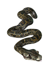 3D Rendering Burmese Python on White