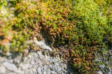 Stone moss on a rock