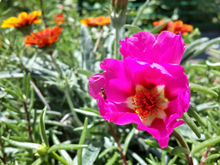 Obraz na płótnie Canvas Beautiful garden pink moss rose flower/Beautiful garden pink moss rose flower