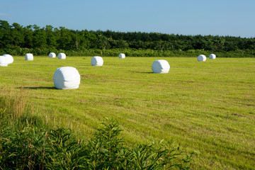 牧草畑と牧草ロール