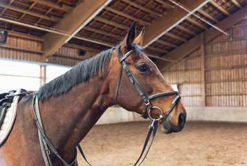 Horse head shot in a bridle