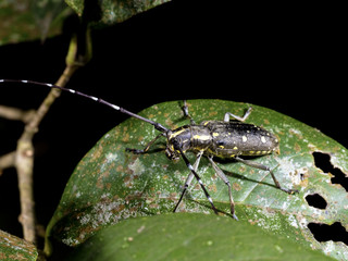 Longhorn beetle,Psacothea hilaris hilaris (Pascoe, 1857 )