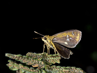 skipper butterfly,Polytremis lubricans taiwana