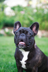 French Bulldog Portrait
