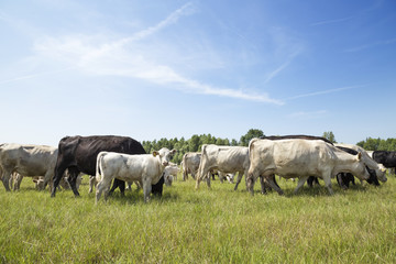 Cattle grazing in the field.