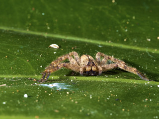 spider,Lycosidae