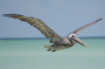 Pelícano volando sobre la playa