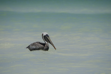 Pelícano flotando en la playa