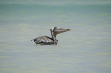 Pelícano flotando en la playa