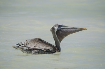 Pelícano flotando en la playa