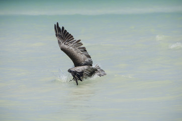 Pelícano pescando en la playa