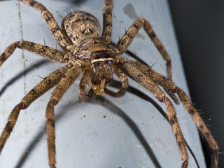 spider,Lycosidae