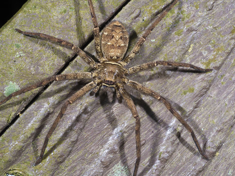 spider,Lycosidae