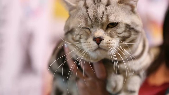 Lady holding cute tired Scottish Fold cat in hands, pet exhibition, animals