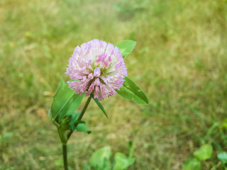 Obraz premium Beautiful pink clower flower/Beautiful pink clower flower