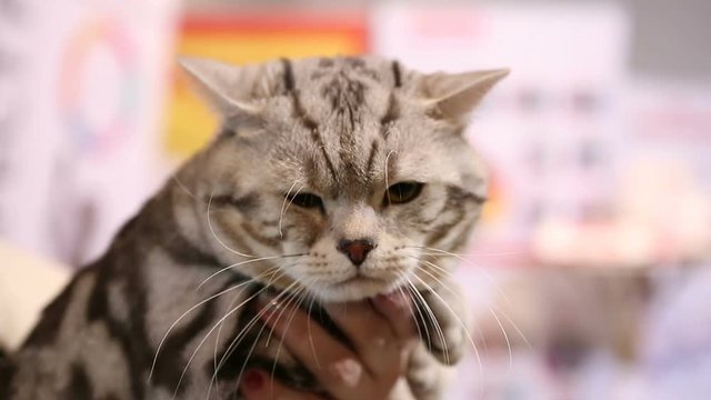 Sleepy tired Scottish Fold cat sitting in owner's hands at pet exhibition
