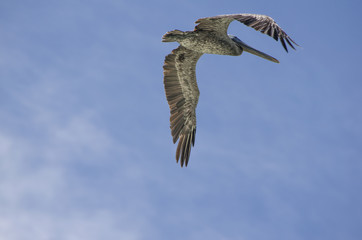 Pelícano volando en cielo azul