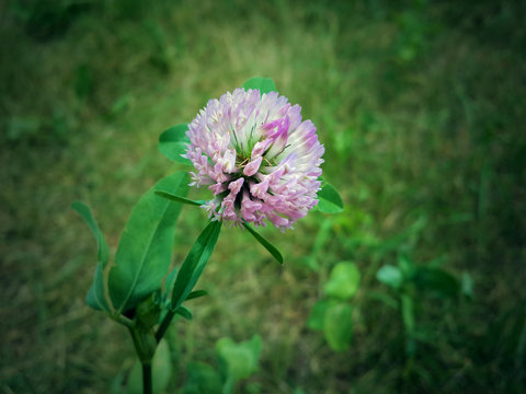 Beautiful pink clower flower/Beautiful pink clower flower