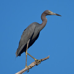 Little blue heron in Maryland