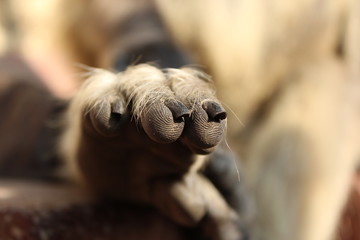 Langur's grey furry leg - Indian langur also known as Hanuman. Rishikesh, Northen India.