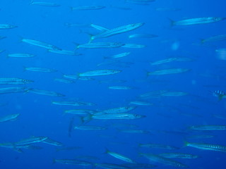 マレーシアのカマスの群れ